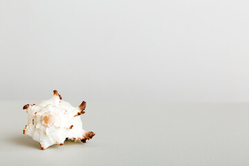 Summer time concept with sea shells or starfish on a table background with copy space for text
