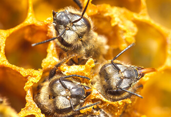 Preparing bPreparing bees to emerge from cocoons.
Bees are expanding holes in cocoons for free exit...