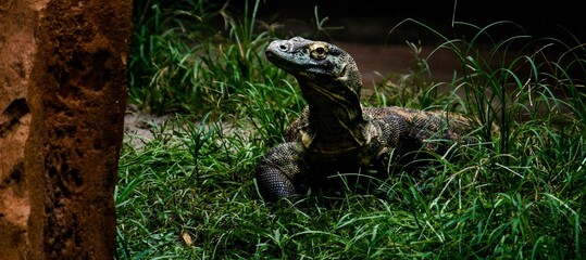 komodo dragon on beach, Komodo Island, East Nusa Tenggara, Indonesia
