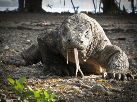 "East Nusa Tenggara" Images – Browse 3,610 Stock Photos, Vectors, and