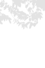 Abstract shadow of leaves and tree branch overlay on a white wall background, summer seasonal concept.