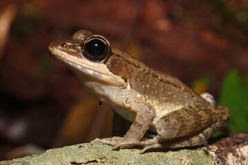 Australian wood frog (Papurana daemeli)