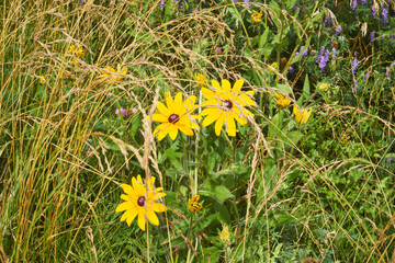 Rudbekia błyskotliwa © Marcin Łazarczyk