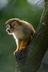 A Saimiri sciureus in backlight on the tree