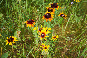 Rudbekia owłosiona, Rudbeckia hirta © Marcin Łazarczyk