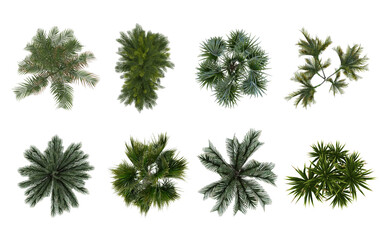 Collection of 3D Top view Green canary palm Trees Isolated on white background , Use for visualization in architectural design