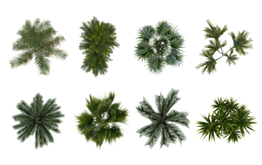 Collection of 3D Top view Green canary palm Trees Isolated on white background , Use for visualization in architectural design