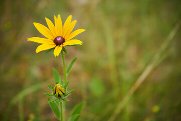 Rudbekia błyskotliwa © Marcin Łazarczyk