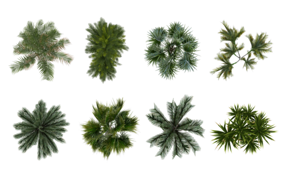 Collection of 3D Top view Green canary palm Trees Isolated on white background , Use for visualization in architectural design