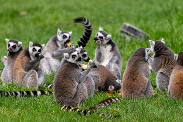A large group of ring-tailed lemurs eating together on the grass. © imphilip
