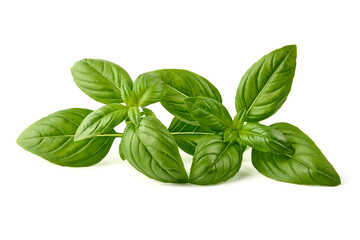 Fresh green Basil leaves, isolated on white background.