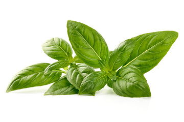 Fresh green Basil leaves, isolated on white background.