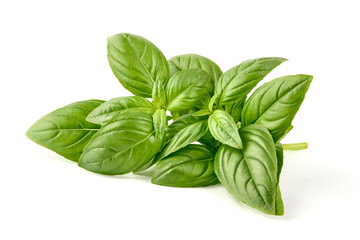 Raw Green Organic Basil leaves, isolated on white background.