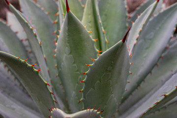 The beautiful agave exudes a mysterious charm under the sunlight
