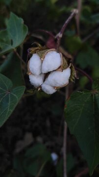 Cotton field , close view of cottton plant and boll