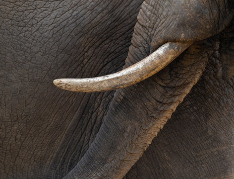 Close-up of elephant teeth.