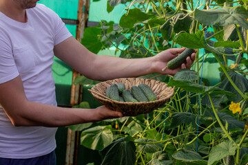 a male farmer collects cucumbers. Selective focus