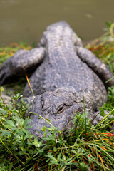 A Chinese alligator hiding in the grass.
