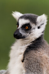 Fototapeta premium ring tailed lemur catta portrait