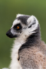 ring tailed lemur catta portrait