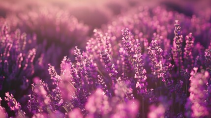 Blooming Lavender Field in Spring