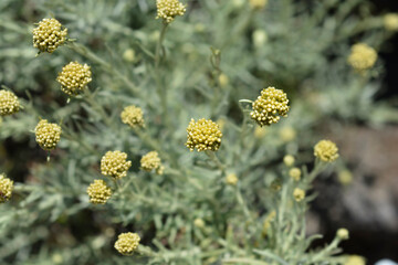 Italian everlasting flower buds