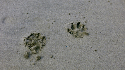 Dog footprints on the beach. Dog tracks on wet sand.