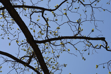Eastern black walnut branches with new leaves