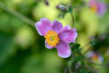 Obraz premium Japanese anemone Prinz Heinrich flower