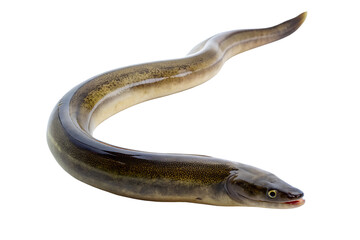 Obraz premium Eel isolated on background