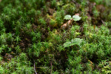 美しい苔の森