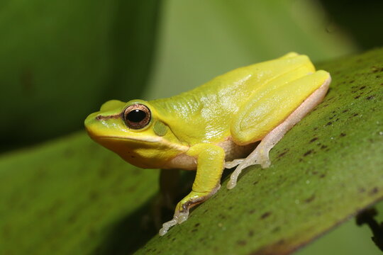 Eastern dwarf tree frog (Litoria fallax)