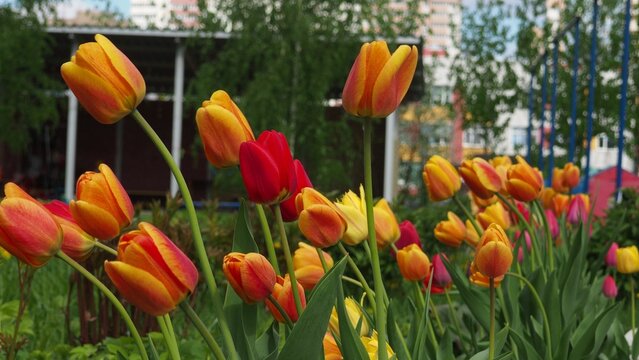 Single red tulip in field of yellow tulips. Red tulip stand out. Yellow tulip bulbs. Tulip garden during spring time.