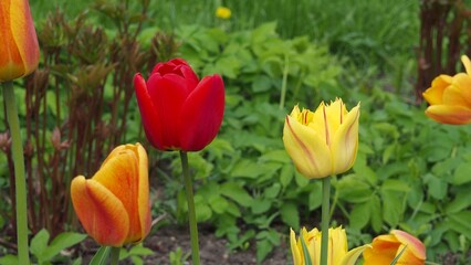 Single red tulip in field of yellow tulips. Red tulip stand out. Yellow tulip bulbs. Tulip garden during spring time.