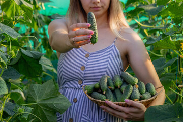 a woman farmer collects cucumbers. Selective focus