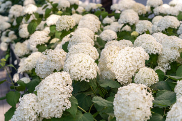 Hydrangea Flowers, Blooming White Hortensia, Hydrangea Paniculata Flower Closeup, Large Inflorescences