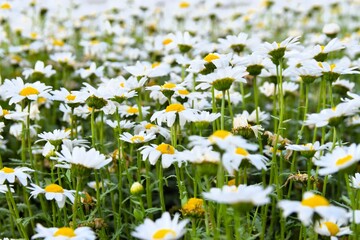 清楚なマーガレットの花畑
