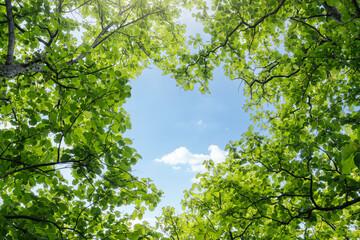 Heart symbol in Green forest background texture with branch of tree in sunny light. Sunlight in forest. Ecosystem Earth Day Environment concept. Forest conservation. Reduce low carbon.