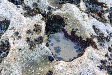 Rocky bottom at low tide, tide pool with various algae, marine organisms, textured stones surface