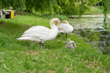 Swan family cleaning feathers, baby cygnets lakeside, adult and small swans on grassy bank