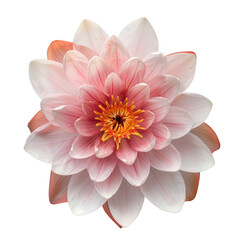 Fototapeta premium Beautiful water lily flower arrangement in a flat lay, top view.