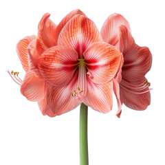 Beautiful amaryllis flower arranged in a flat lay, captured from a top view