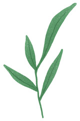 Branch with green leaves design element transparent png
