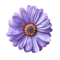 Obraz premium Breathtaking aster flower flat lay, top view with vivid colors and delicate petals.