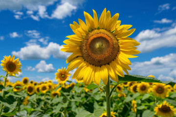 Vibrant Sunflower in a Field Under a Blue Sky