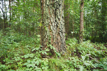 drzewo,las  © Marcin Łazarczyk