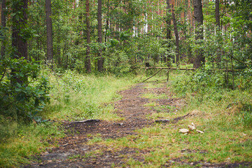 las,dróżka  © Marcin Łazarczyk
