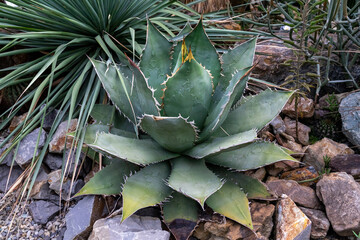 The beautiful agave exudes a mysterious charm under the sunlight
