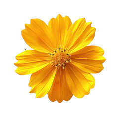Obraz premium Beautiful coreopsis flower flat lay, top view