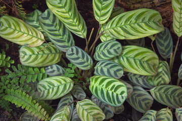 Ornamental potted plant Ctenanta close-up. Bright green leaves with dark spots